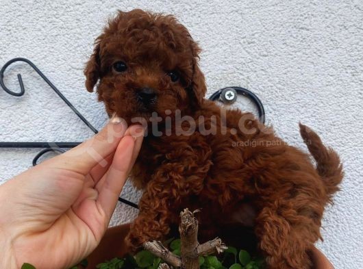Red Brown Toy Poodle Yavrular görsel