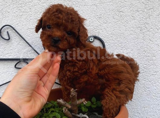 Red Brown Toy Poodle Yavrular görsel
