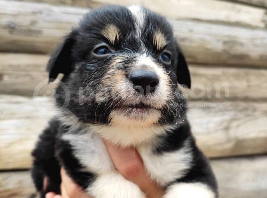 Dunyani̇n En Zeki̇ Irki Border Collie görsel