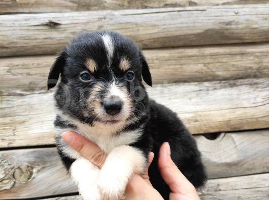 Dunyani̇n En Zeki̇ Irki Border Collie görsel