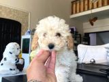 Kıvır kıvır Apricot Toy Poodle Yavrusu