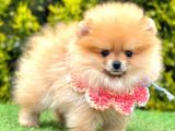 Yeni Yavru Pomeranian