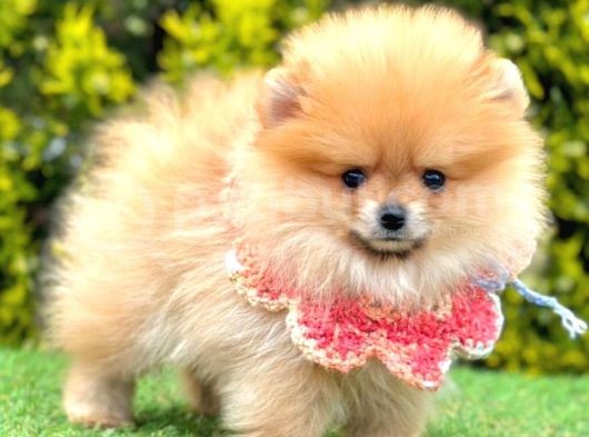 Yeni Yavru Pomeranian görsel