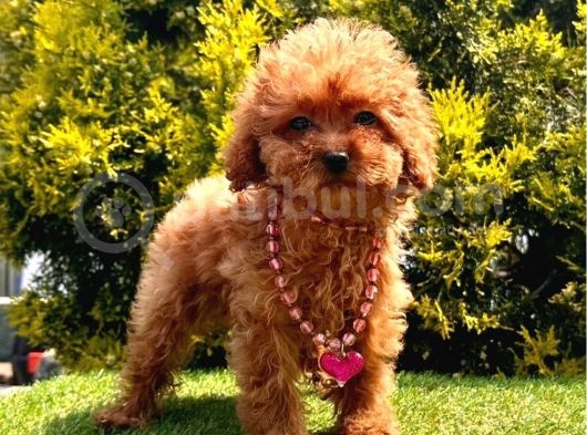 Bu Yavruları Görmeden Poodle Sahiplenme