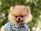 Boo Bebekler