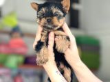 Teacup Garanti̇li̇ Yorki̇ Bebekler