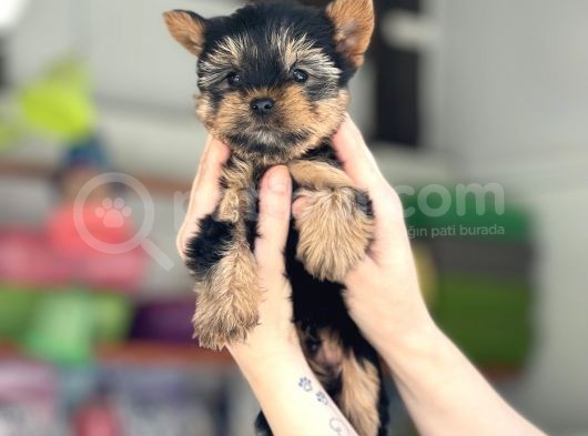 Teacup Garanti̇li̇ Yorki̇ Bebekler görsel