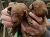 Irk garantili poodle yyavrularımız