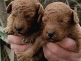 Irk Garantili Poodle Yyavrularımız