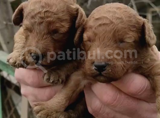 Irk Garantili Poodle Yyavrularımız görsel