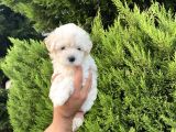 Malti̇po Yavrularimiz