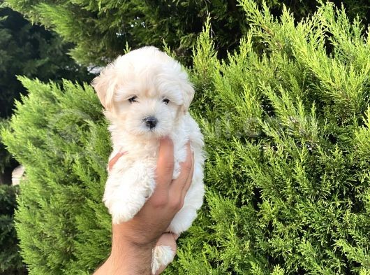 Malti̇po Yavrularimiz görsel