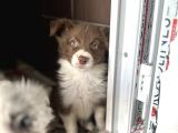 Border Collie Yavrular