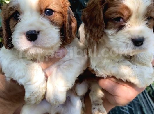 Cavalier Yavrularımız Burkemden