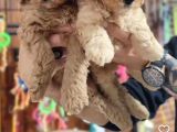 Irk Garantili Poodle Yyavrularımız
