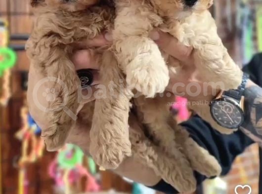 Irk Garantili Poodle Yyavrularımız görsel