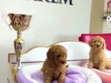 Irk Garantili Poodle Yyavrularımız