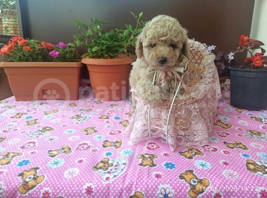 30 Nisan Doğumlu Toy Poodle Bebeklerim görsel