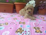 30 Nisan Doğumlu Toy Poodle Bebeklerim