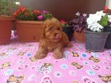 15 Nisan Doğumlu Maltipoo Erkek Bebeğim