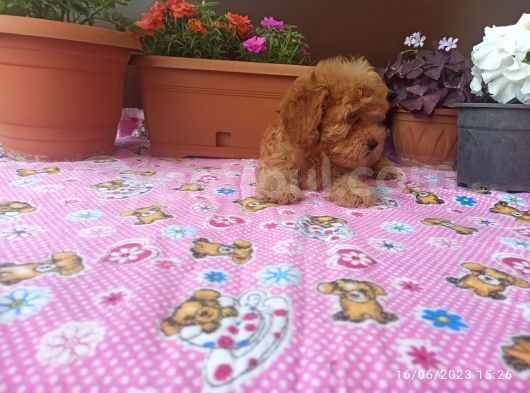 15 Nisan Doğumlu Maltipoo Erkek Bebeğim görsel
