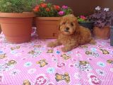 15 Nisan doğumlu Maltipoo erkek bebeğim