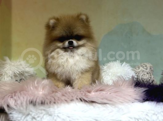 7 Aylık Teddy Bear Kızımız görsel