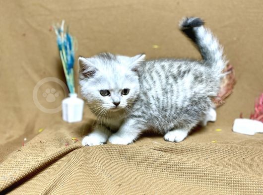 Güzeller Güzeli Oyuncu Silver Yavrumuz görsel