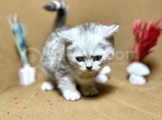 Güzeller Güzeli Oyuncu Silver Yavrumuz görsel