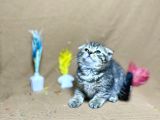 Black Golden Tabby Oyuncu Top Kafa Yavrumuz