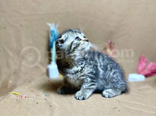 Black Golden Tabby Oyuncu Top Kafa Yavrumuz görsel