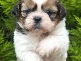 Minik Boy Shihtzu