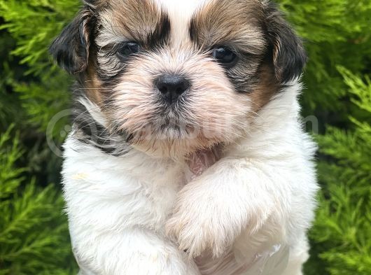 Minik Boy Shihtzu görsel