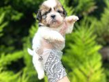Minik Boy Shihtzu