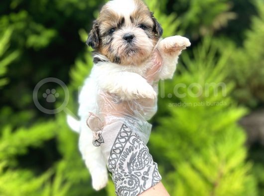 Minik Boy Shihtzu görsel