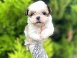 Minik Boy Shihtzu