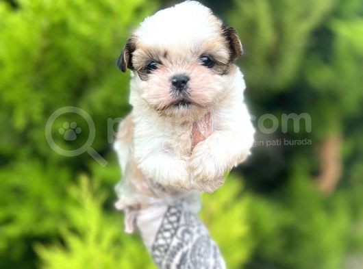 Minik Boy Shihtzu görsel
