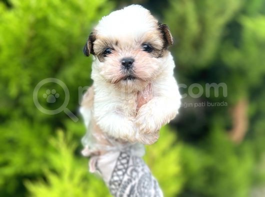 Minik Boy Shihtzu