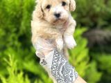 Sütlü Kahve Maltipoo Bebeğim