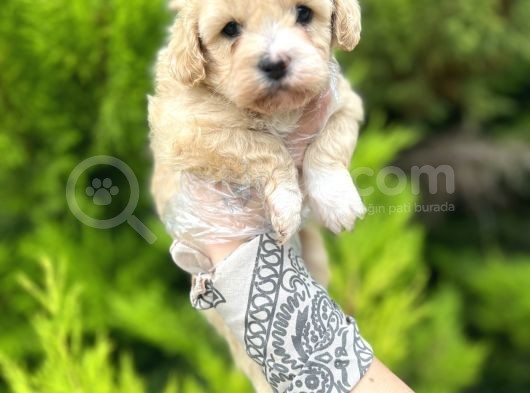 Sütlü Kahve Maltipoo Bebeğim görsel