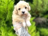 Sütlü Kahve Maltipoo Bebeğim