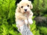 Sütlü kahve maltipoo bebeğim