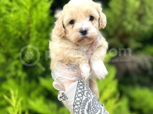 Sütlü Kahve Maltipoo Bebeğim