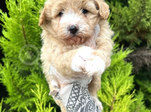 Tospik Maltipoo Oglum