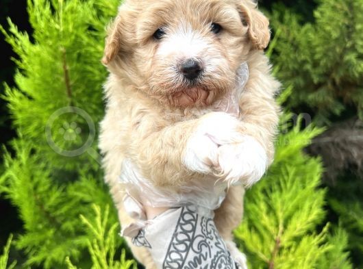 Tospik Maltipoo Oglum görsel