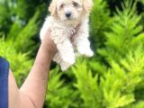 Orjinal Maltipoo Bebeklerim