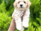 Orjinal maltipoo bebeklerim