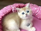 Orijinal British Shorthair Golden Ny12 Yavrumuz
