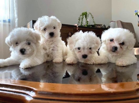 Maltese Teri̇er Pamuklar