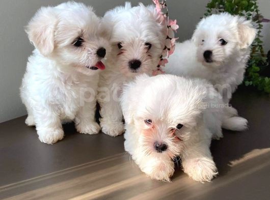 Maltese Teri̇er Pamuklar görsel